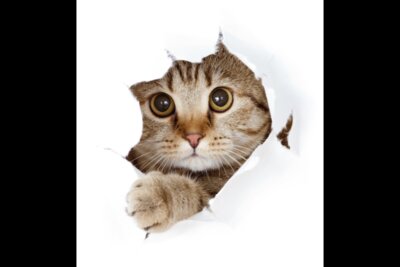 Cat Popping out T  Shirt